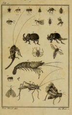 scientific-illustration-naturalist-drawing-0052