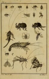 scientific-illustration-naturalist-drawing-0052