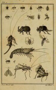 scientific-illustration-naturalist-drawing-0052