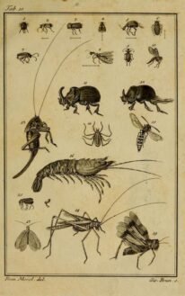 scientific-illustration-naturalist-drawing-0052