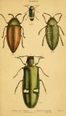 scientific-illustration-naturalist-drawing-0053