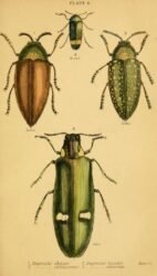 scientific-illustration-naturalist-drawing-0053