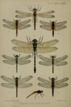 scientific-illustration-naturalist-drawing-0054
