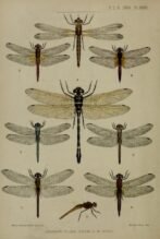 scientific-illustration-naturalist-drawing-0054