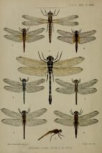 scientific-illustration-naturalist-drawing-0054