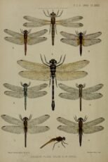scientific-illustration-naturalist-drawing-0054
