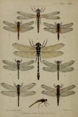scientific-illustration-naturalist-drawing-0054