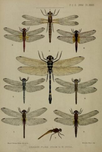 scientific-illustration-naturalist-drawing-0054