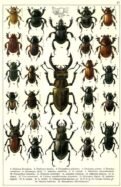 scientific-illustration-naturalist-drawing-0055
