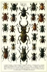 scientific-illustration-naturalist-drawing-0055