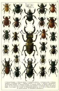 scientific-illustration-naturalist-drawing-0055