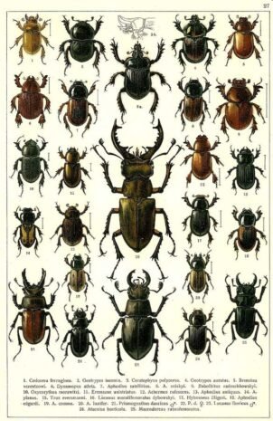 scientific-illustration-naturalist-drawing-0055