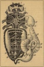 scientific-illustration-naturalist-drawing-0056