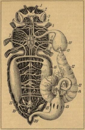 scientific-illustration-naturalist-drawing-0056