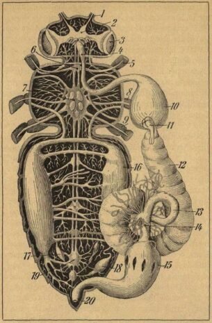 scientific-illustration-naturalist-drawing-0056