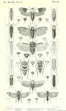 scientific-illustration-naturalist-drawing-0057