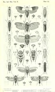 scientific-illustration-naturalist-drawing-0057