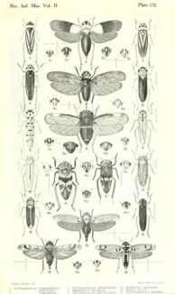 scientific-illustration-naturalist-drawing-0057