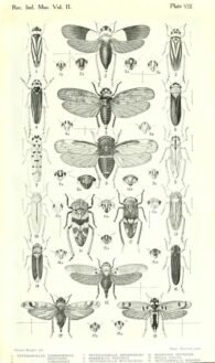 scientific-illustration-naturalist-drawing-0057