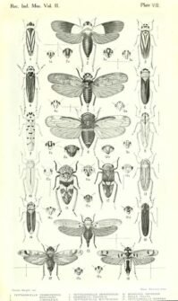 scientific-illustration-naturalist-drawing-0057