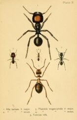 scientific-illustration-naturalist-drawing-0059