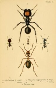 scientific-illustration-naturalist-drawing-0059