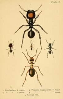 scientific-illustration-naturalist-drawing-0059