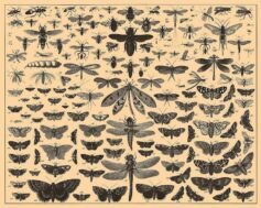 scientific-illustration-naturalist-drawing-0060