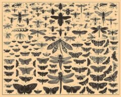 scientific-illustration-naturalist-drawing-0060