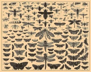 scientific-illustration-naturalist-drawing-0060