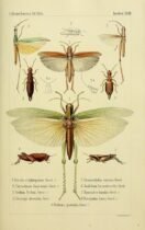 scientific-illustration-naturalist-drawing-0061