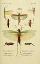 scientific-illustration-naturalist-drawing-0061
