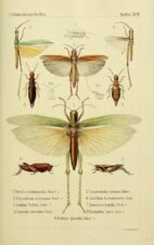 scientific-illustration-naturalist-drawing-0061