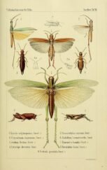scientific-illustration-naturalist-drawing-0061