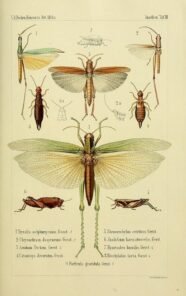 scientific-illustration-naturalist-drawing-0061