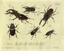 scientific-illustration-naturalist-drawing-0062