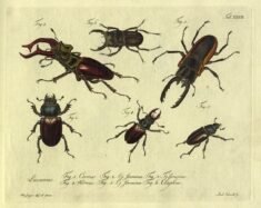 scientific-illustration-naturalist-drawing-0062