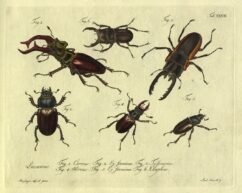 scientific-illustration-naturalist-drawing-0062