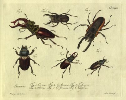 scientific-illustration-naturalist-drawing-0062