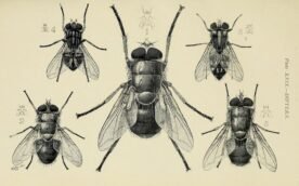 scientific-illustration-naturalist-drawing-0063