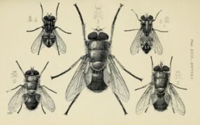 scientific-illustration-naturalist-drawing-0063