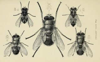 scientific-illustration-naturalist-drawing-0063