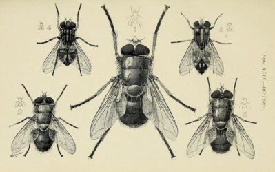 scientific-illustration-naturalist-drawing-0063