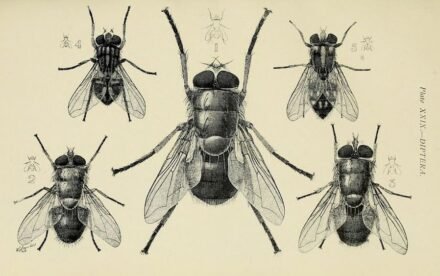 scientific-illustration-naturalist-drawing-0063