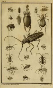 scientific-illustration-naturalist-drawing-0064