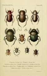 scientific-illustration-naturalist-drawing-0065