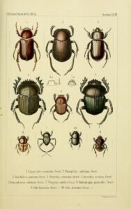 scientific-illustration-naturalist-drawing-0065