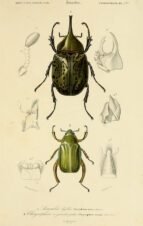 scientific-illustration-naturalist-drawing-0066