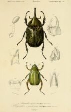 scientific-illustration-naturalist-drawing-0066