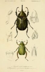 scientific-illustration-naturalist-drawing-0066